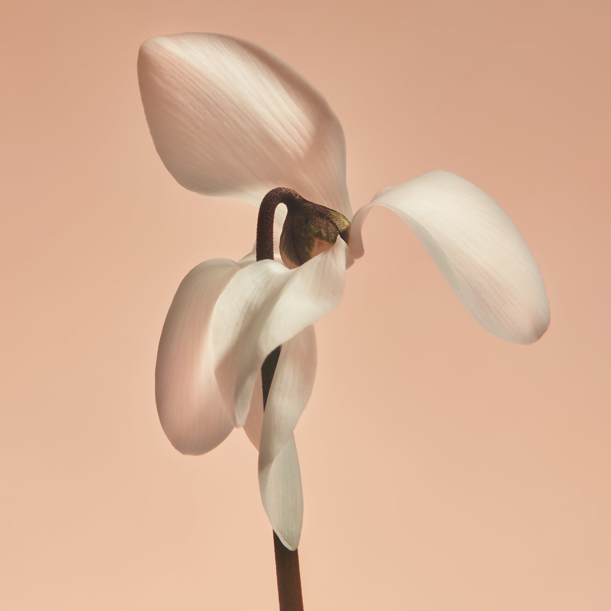 Missing Person - Hand Cream - Image 5