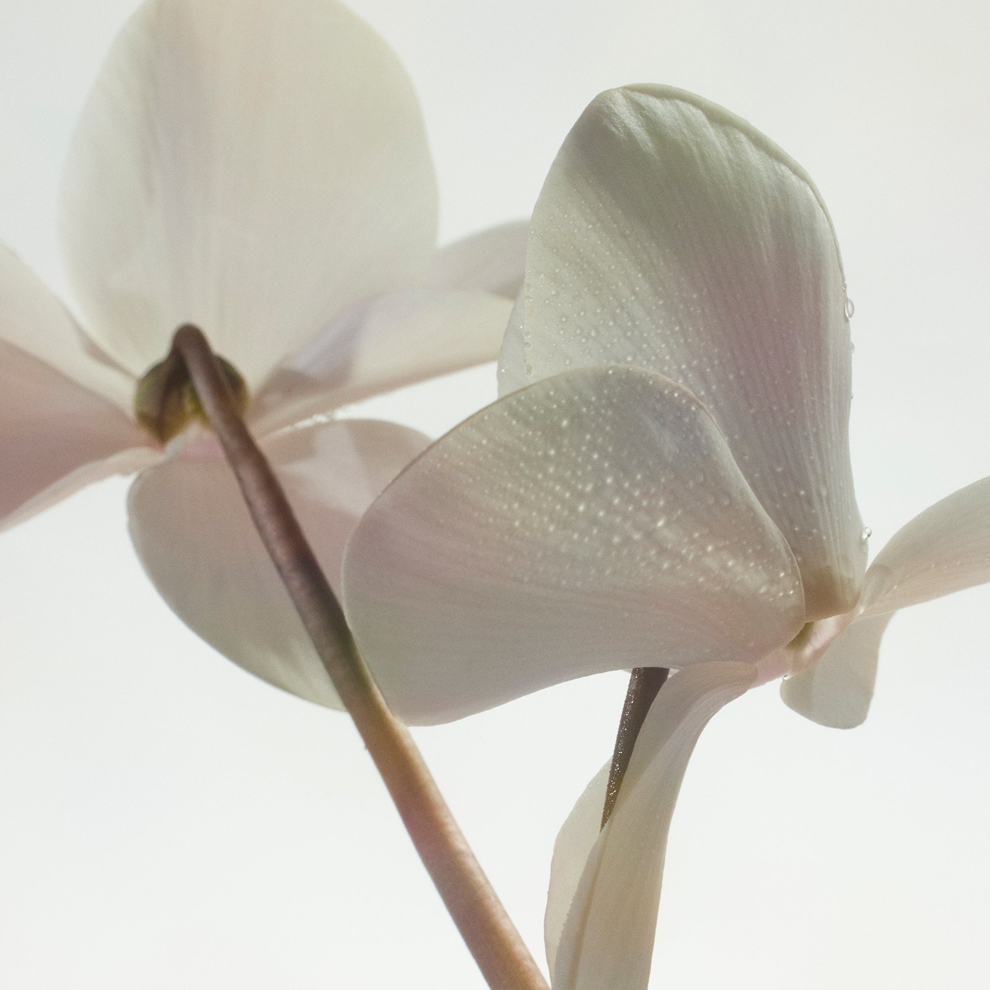 Missing Person - Fragrance Oil - Image 4