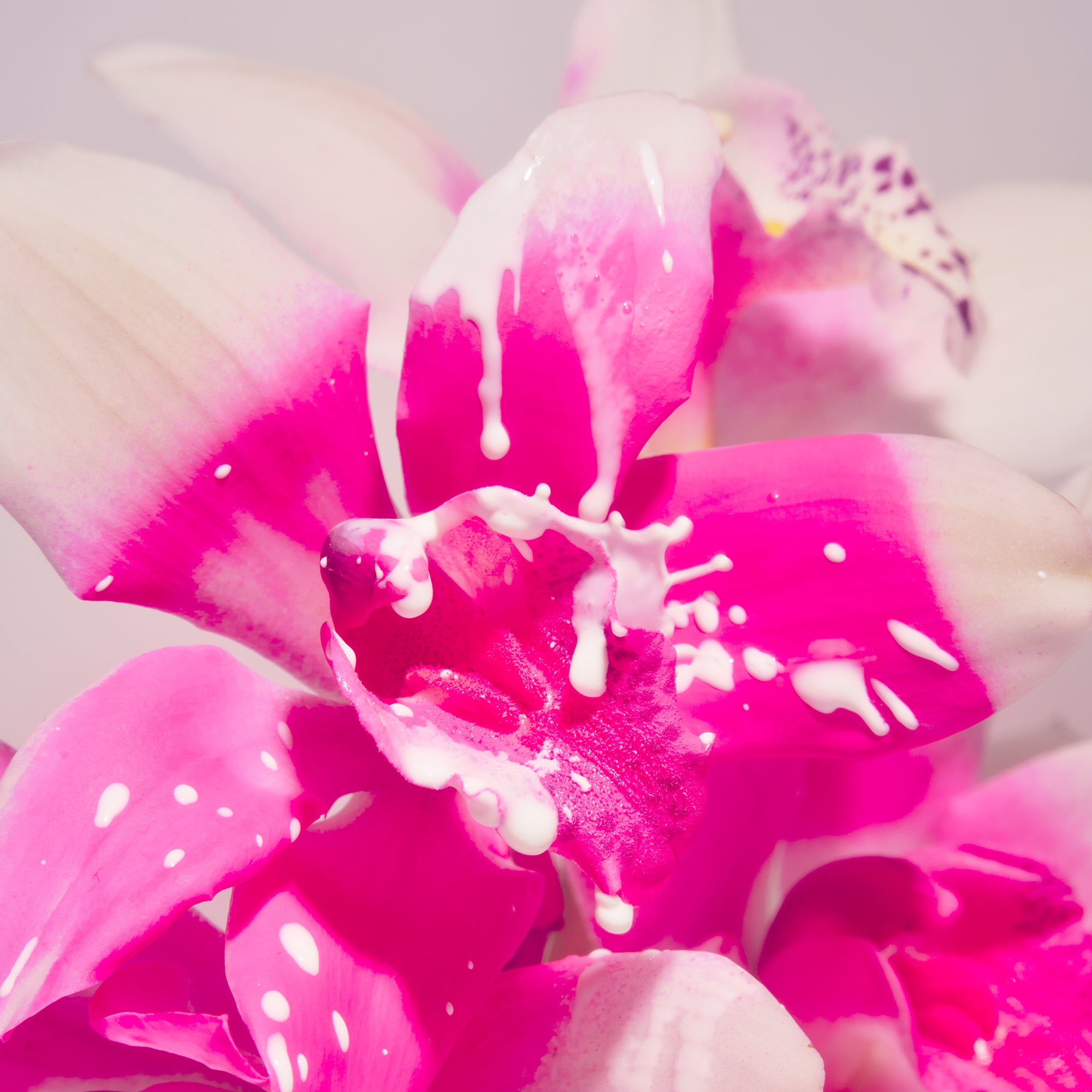 Not Your Baby - Fragrance Duet - Image 4