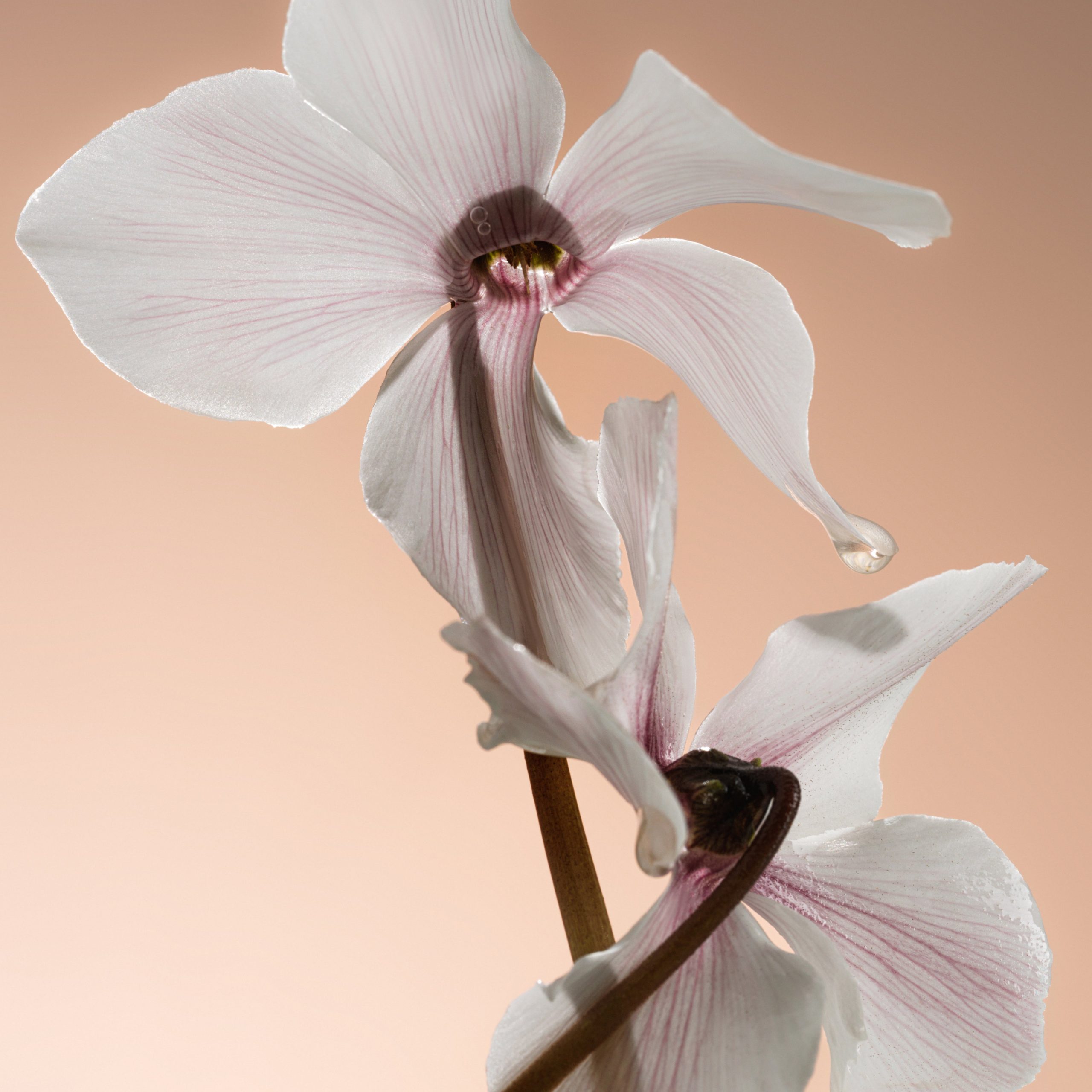 Missing Person - 100mL - Image 3